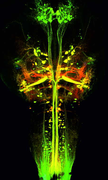Hjärnstammens neuroner som kontrollerar de spinala nätverk som styr rörelse (lokomotion).