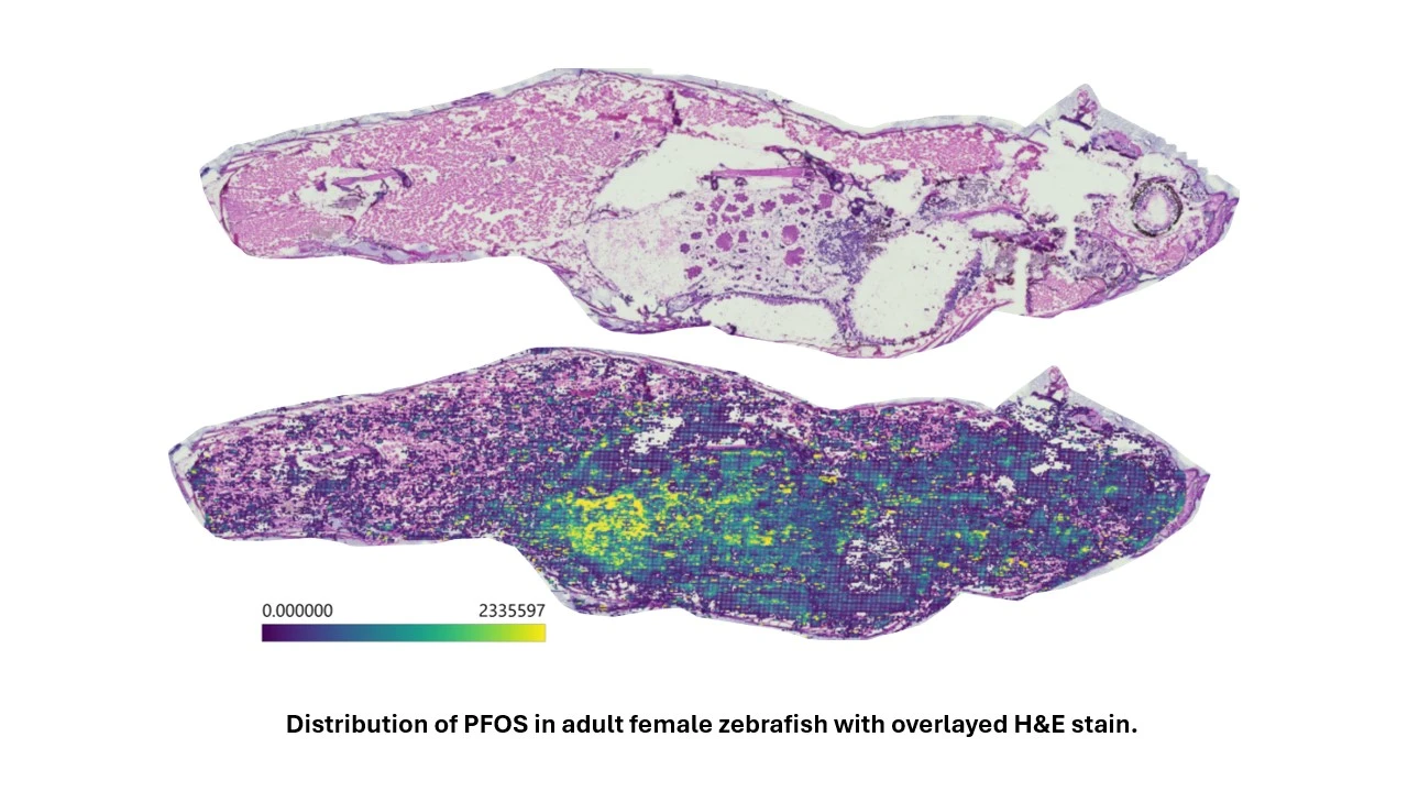 Craig Wheelock Zebrafish