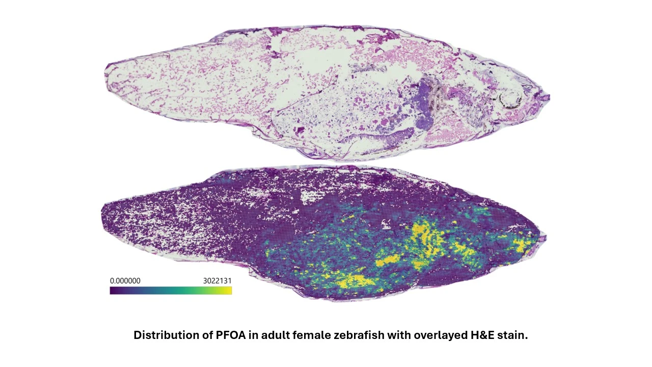 Craig Wheelock Zebrafish