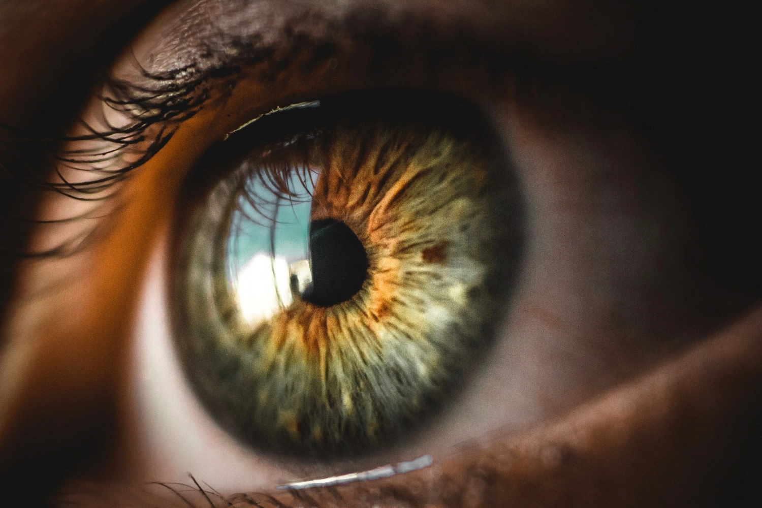 The anterior chamber of the eye can contribute to medical research