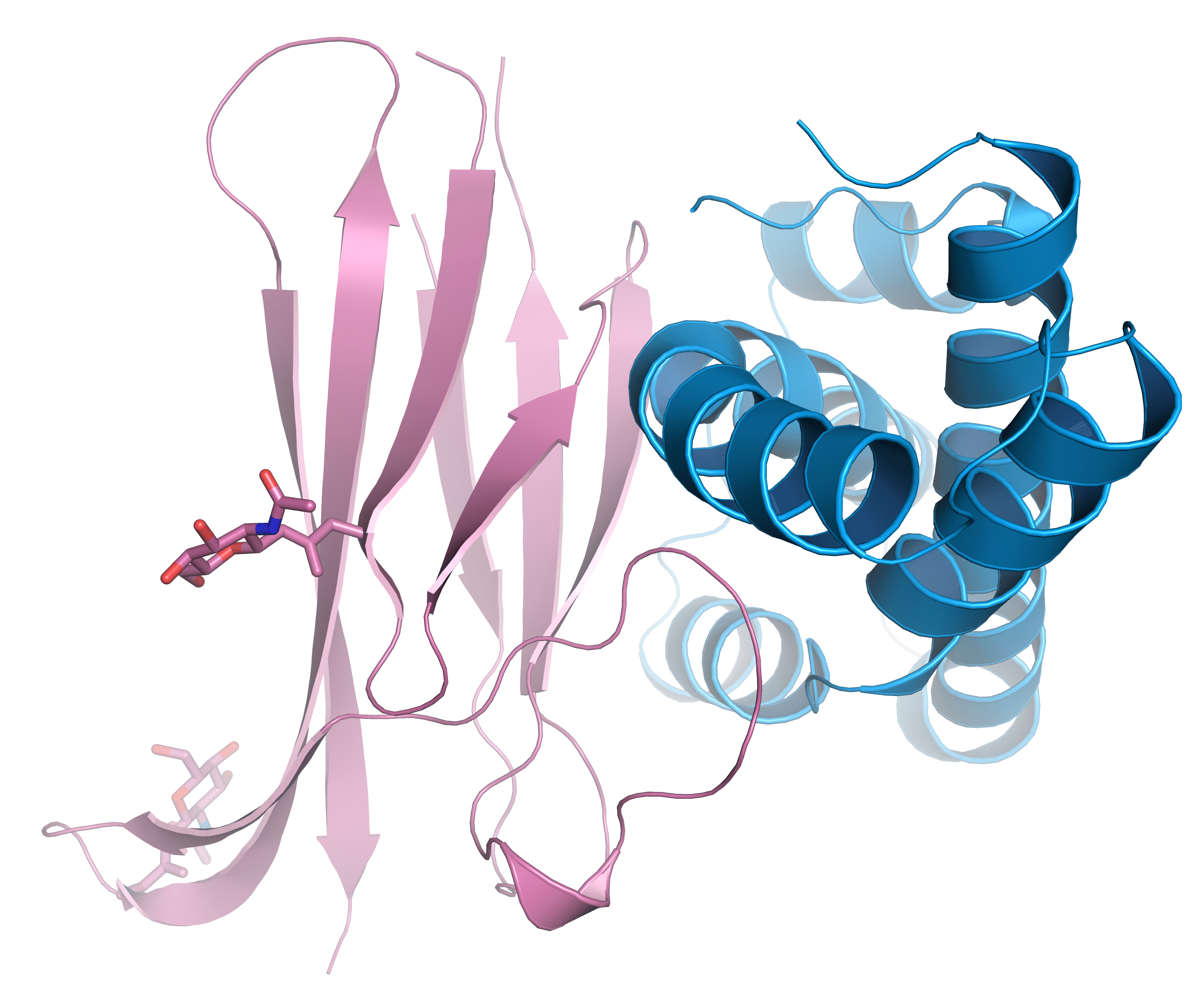 Crystal structure of the complex between a domain repeat of egg coat protein VERL (dark pink) and cognate sperm protein lysin (blue). Artwork by Isha Raj and Luca Jovine.