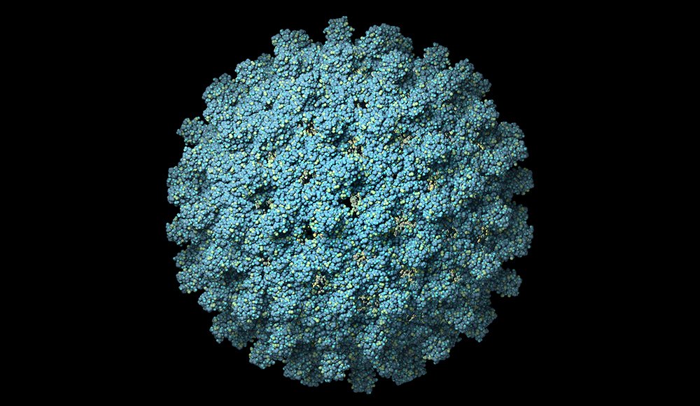 hepatit b virus