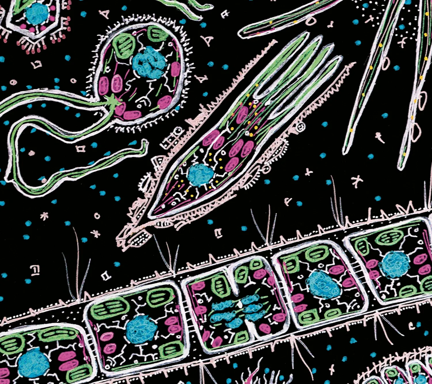 Mikroskopsbild av plankton