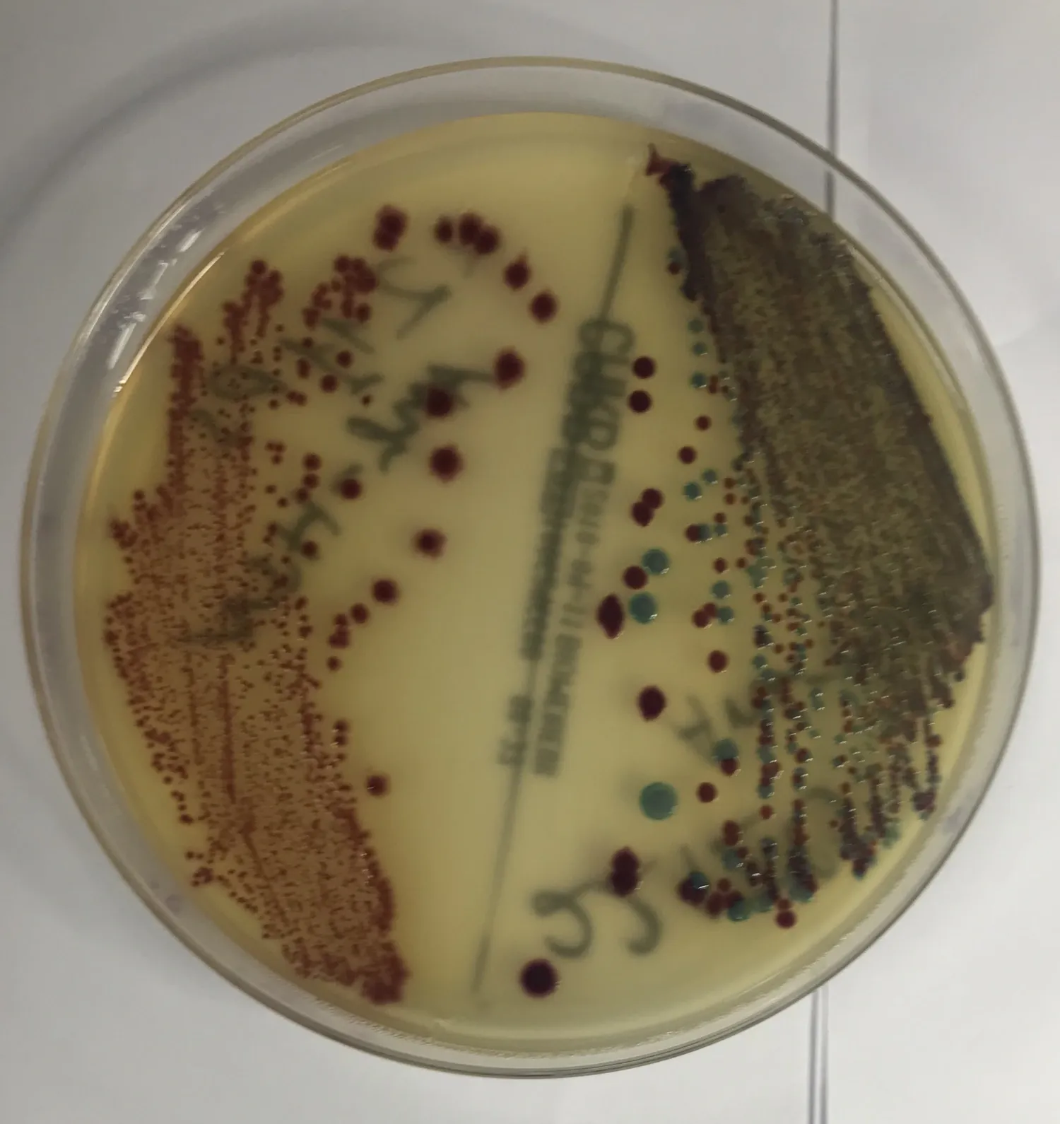 Ett odling av CRE bakterier i en platta.