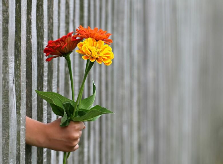 En hand synd genom ett staket, handen håller fram en bukett med orange gerbera