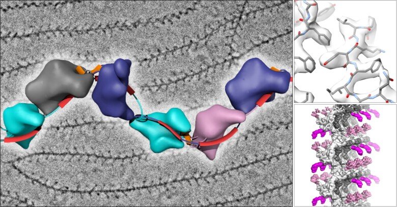 illustration av protein i grått, blått och rosa