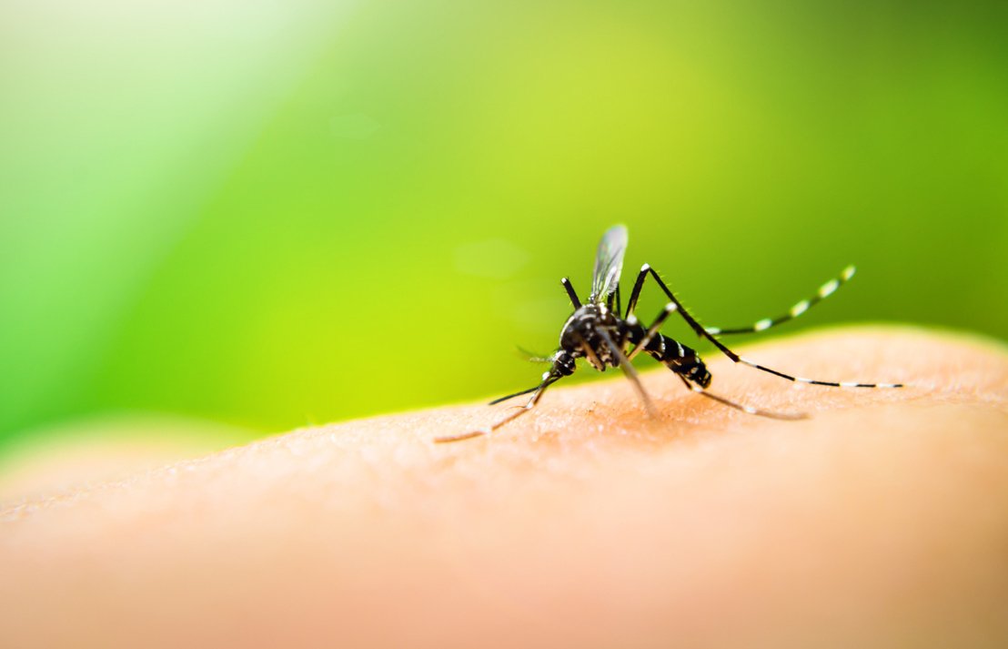 Dengue mosquito