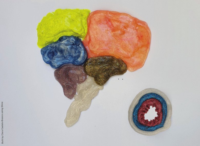 Hjärna i olika färger i slime.