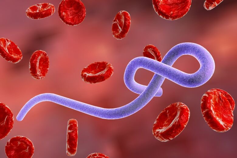 Illustration av ebolavirus.
