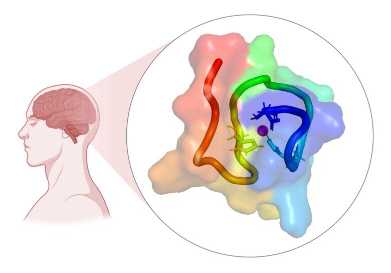 Grafisk illustration av en persons hjärna, inzoomning på färgglad illustration av effekten i hjärnan