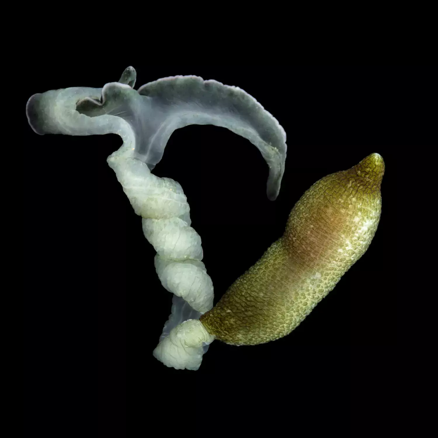 Fotografi av Bonellia viridis Bonellia viridis (svenskt namn saknas) är en egenartad mask och det är först på senare år som man förstått att de är modifierade havsborstmaskar. På bilden syns en hona, cirka 50 cm lång i utsträckt skick.