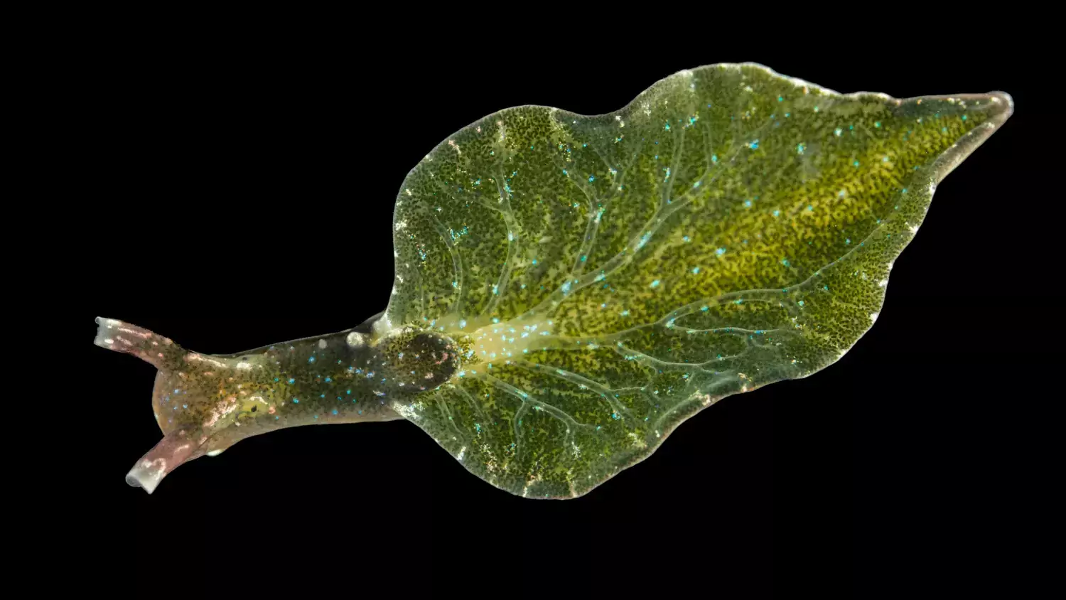 Elysia viridis (svenskt namn blåprickig solbadare) är en skallös snäcka som lever på grönalger och extraherar algens kloroplaster (där fotosyntesen äger rum).