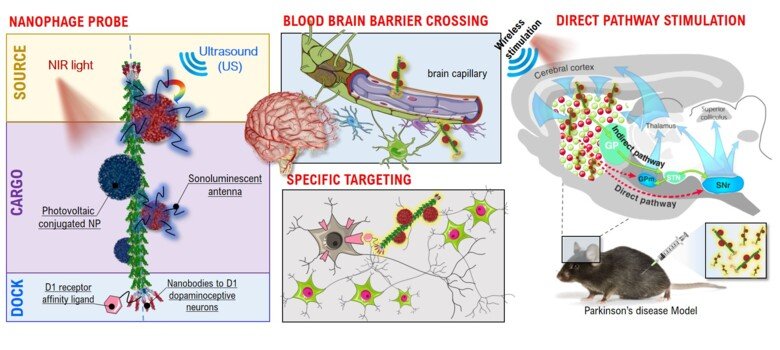 illustrtaion som visar Schematisk bild av de innovativa strategierna i NEUROPHAGE projektet: en fag-baserad nano-teknologisk plattform för specifik aktivering av nervceller i basala ganglia.