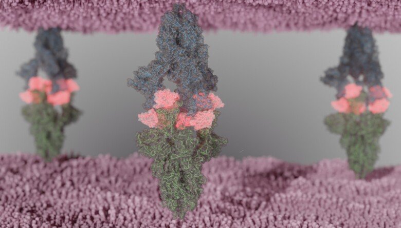 Fu2 nano-antikropp som binder till viruset spikprotein.