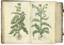 Fuchs ur Hagströmer bibliotekets samlingar