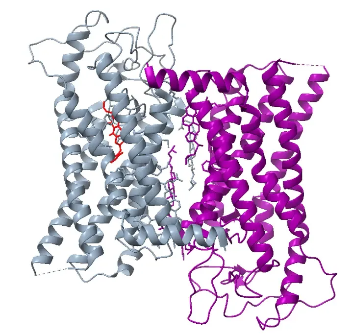 Illustration av en G‑proteinkopplad receptor (GPCR)