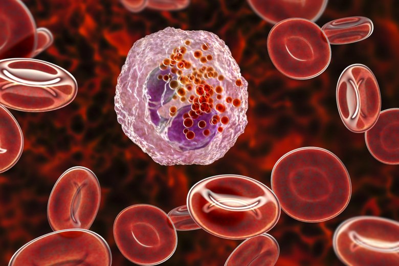 Bilden illustrerar eosinofiler, en typ av vita blodkroppar i blodet