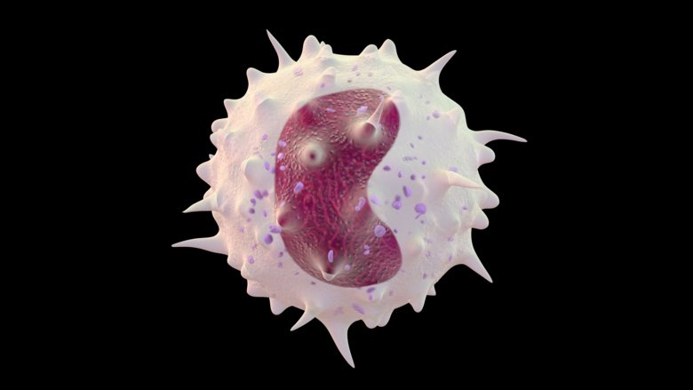 Illustration av en vit blodkropp, monocyt, som ingår i immunförsvaret.