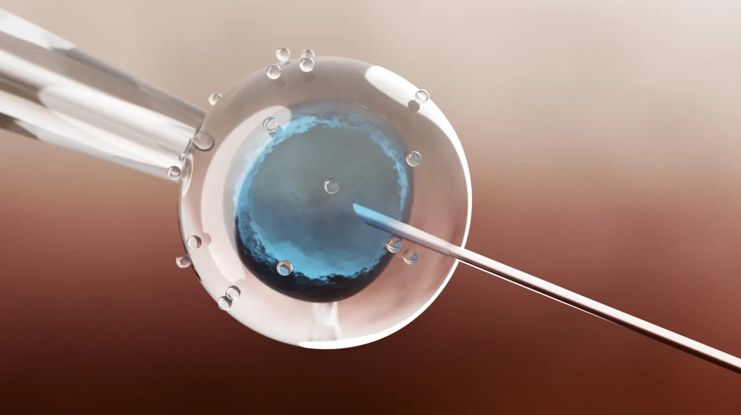Illustration av in vitro fertilisering av äggcell.