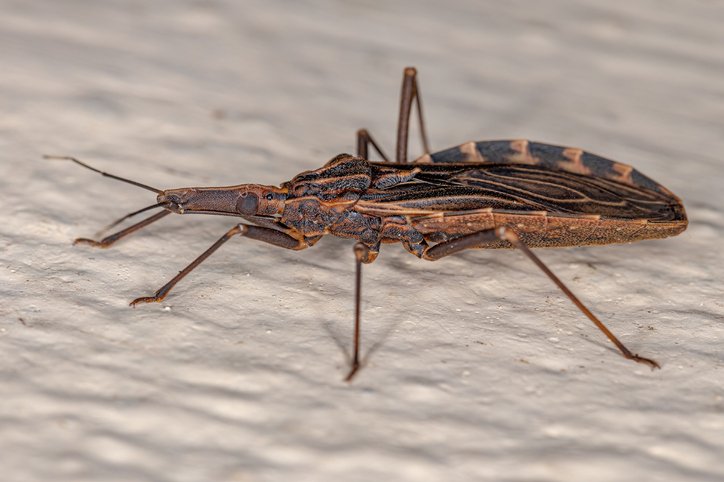 Trypanosoma cruzi överförs till människor via blodsugande rovskinnbaggar. Foto: Getty Images
