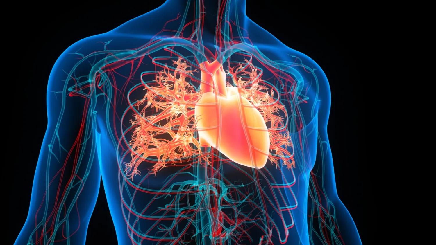 3D Illustration Concept of Human Circulatory System Heart Anatomy