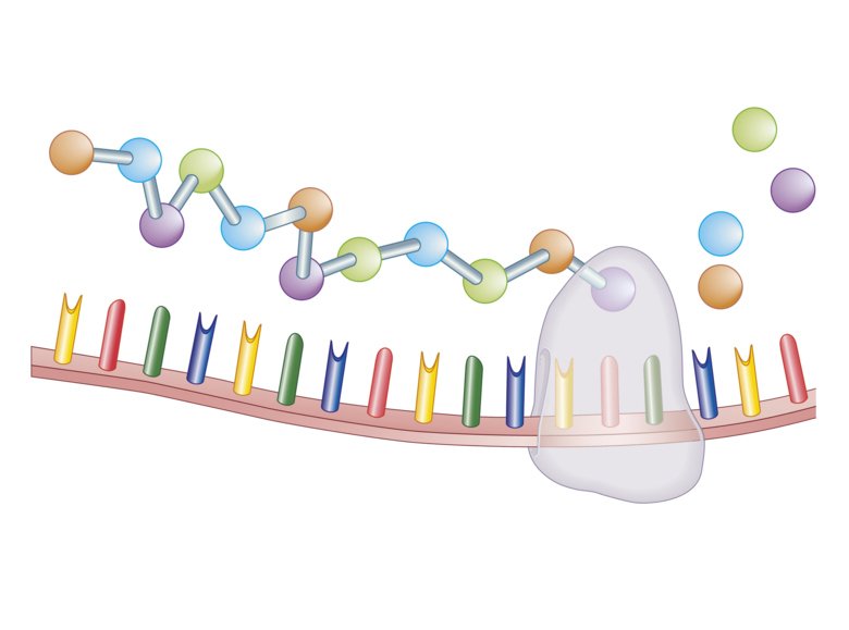 Illustration av proteinsyntes och ribosom i genomskärning.