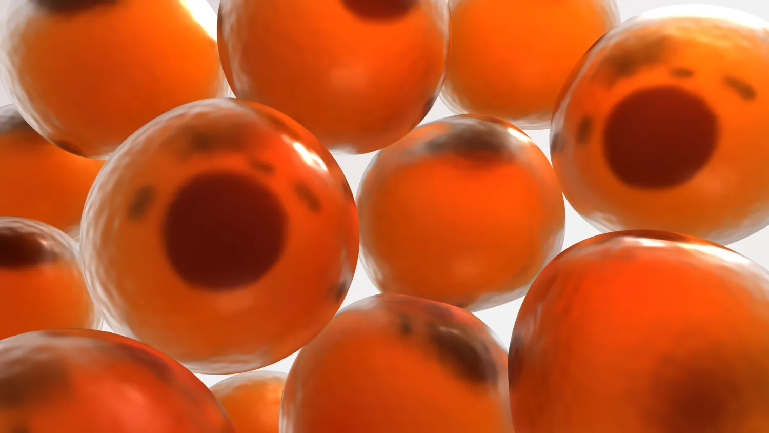 3D-renderad närbildsillustration av mänskliga fettceller.