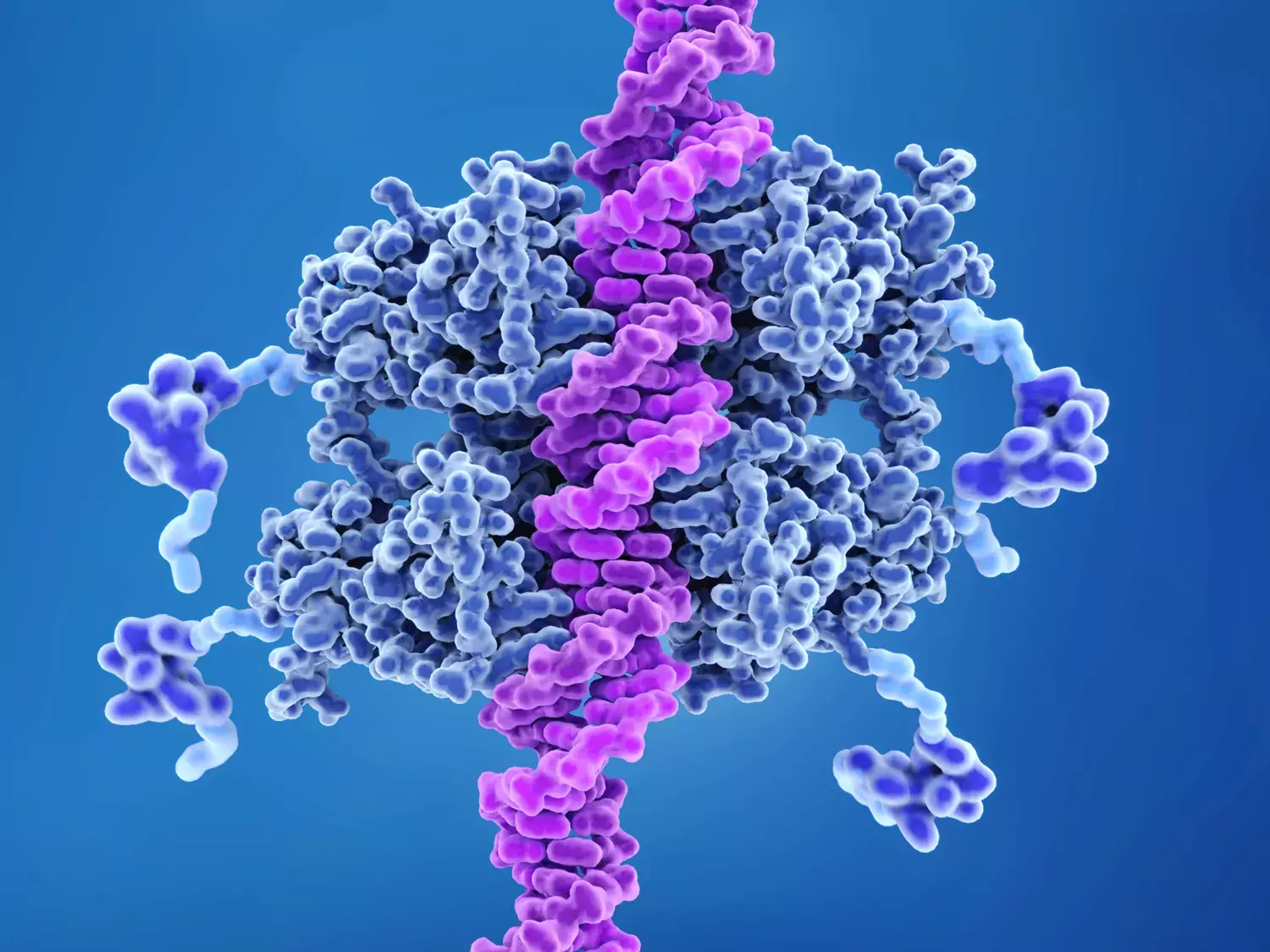 p53 tumör suppressor protein bunden till DNA