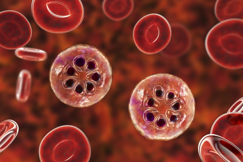 Malariainfekterade röda blodkroppar.