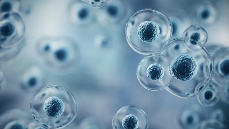 Illustration av stamceller