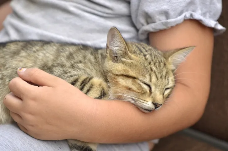 katt som sover på en arm
