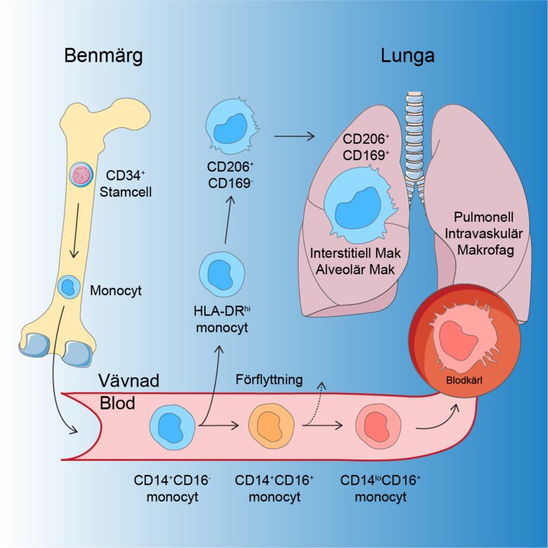 Grafik som visar utvecklingen av människans lungmakrofager.