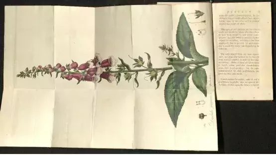 illustration från William  Witherings pionjärarbete An account of the foxglove and its medical uses, 1785