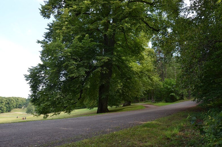 Utsnitt av en grusväg, gröna träd och gröna gräsmattor i en park.