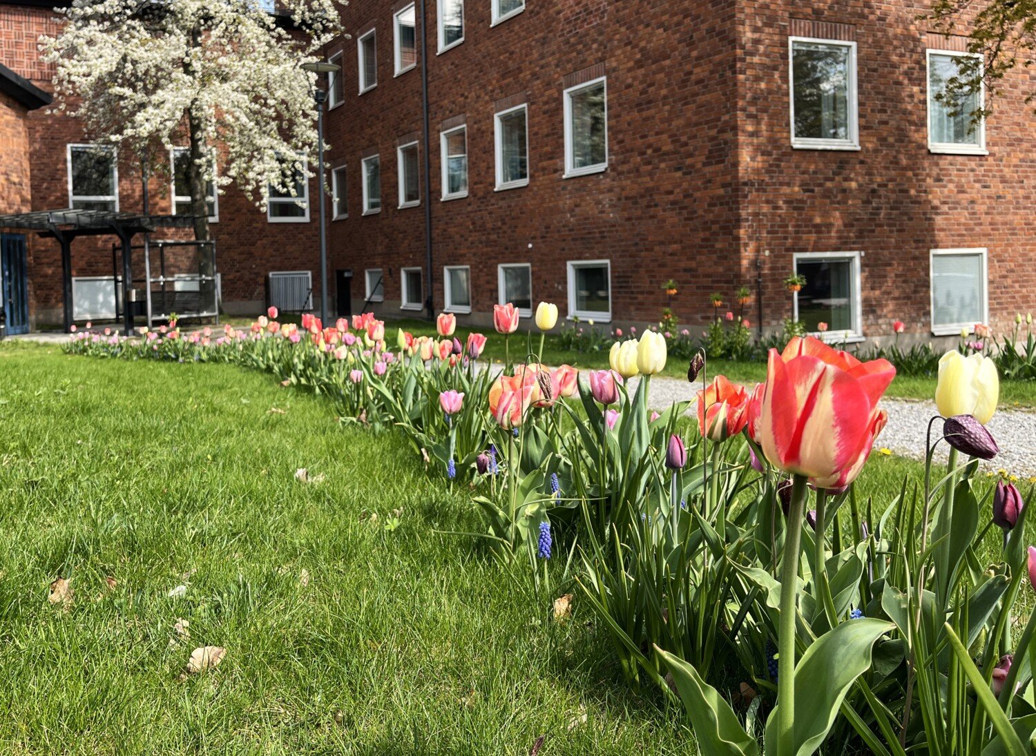 Blommor framför byggnader på campus.