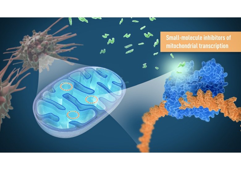 Illustration som visar hur de småmolekylära hämmarna riktar sig mot uttrycket av mitokondriellt DNA och orsakar en energikris i cancerceller som stoppar cellernas tillväxt