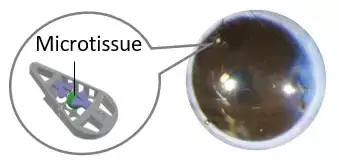Forskare har utvecklat ett chip som möjliggör exakt positionering av miniorgan i ögat.