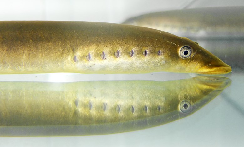 Photo of the lamprey, which is one of the oldest groups of extant vertebrates