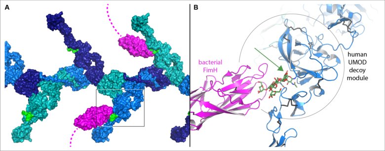 illustration av protein, bakterier i blått grönt, rosa