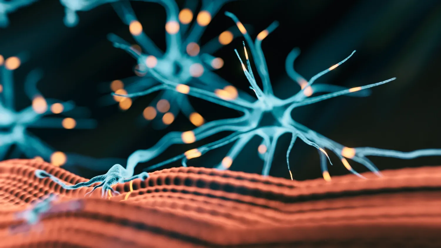 Genrebild på 3D-renderad bild som visar den neuromuskulära kopplingen, där nervändarna förgrenar sig till flera nervändplattor på olika muskelceller.
