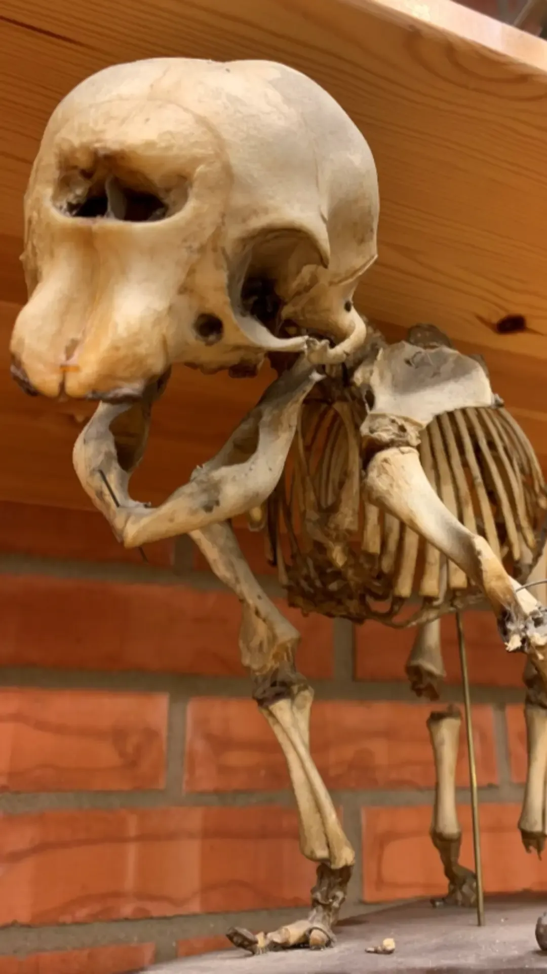Föreläsningsbild