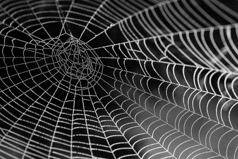 svart vit bild på spindelnät