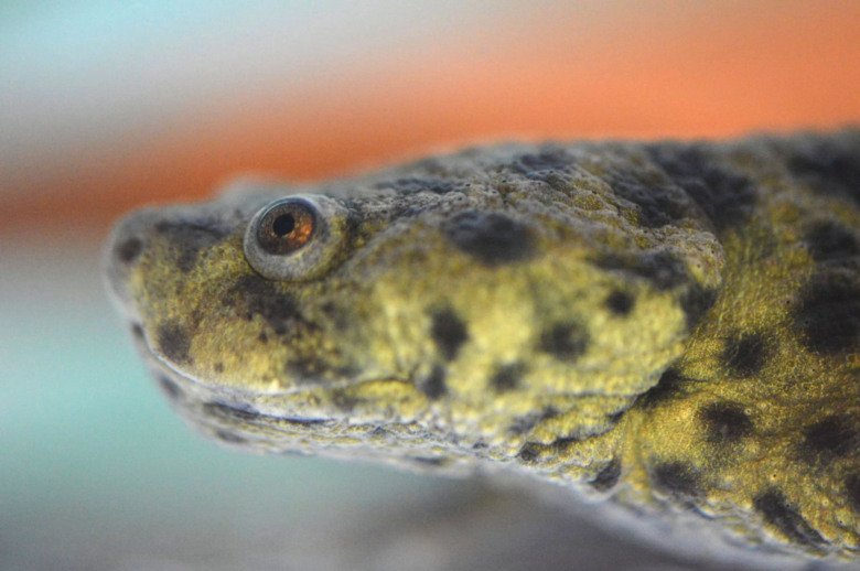 Närbild på en salamanders ansikte