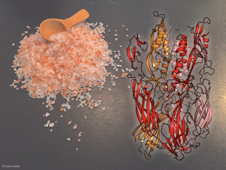Kristallstruktur av FsX-1-protein. Arkeiska arter med fusogener trivs i hypersalina miljöer som saltsjöar, hav och saltvatten. Illustration: Luca Jovine.