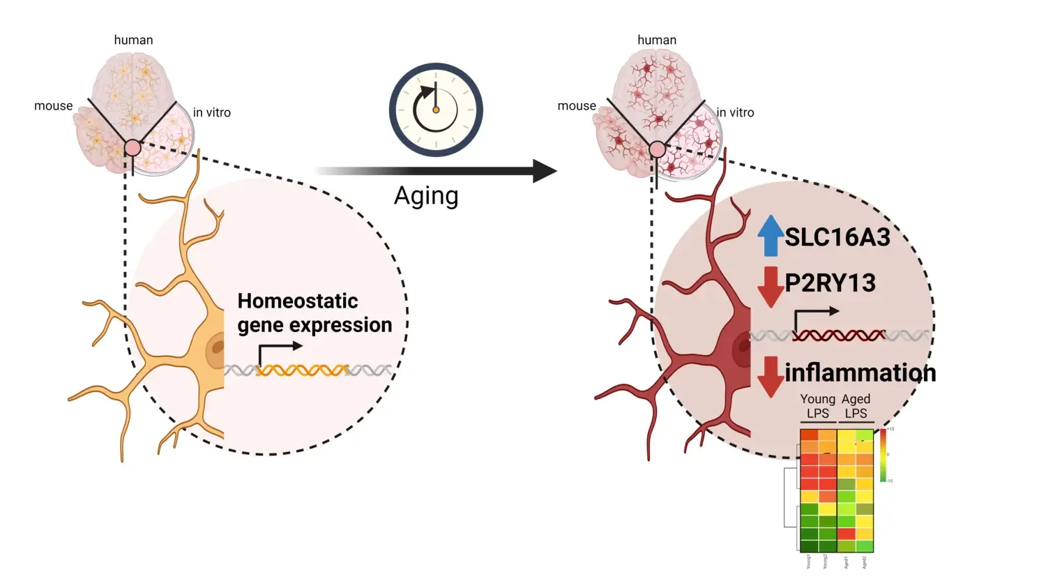 Skandik et al 2025 IMM