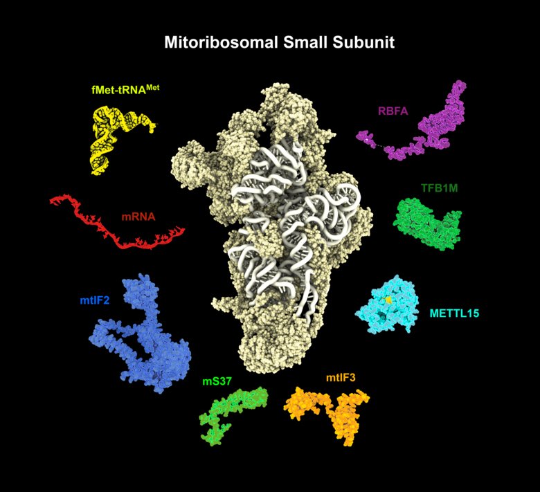Illustration av en mitoribosomal subenhet