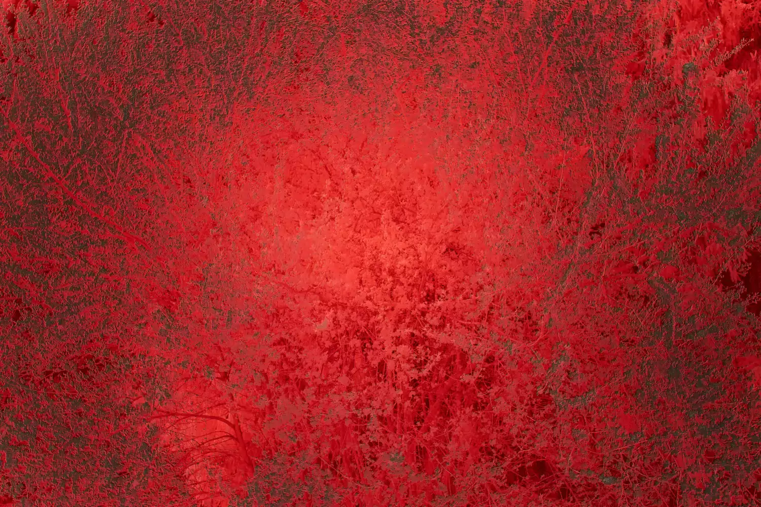 Röd bild på blodkärl.