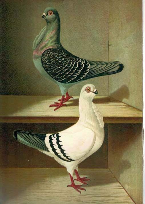 Historical image of doves