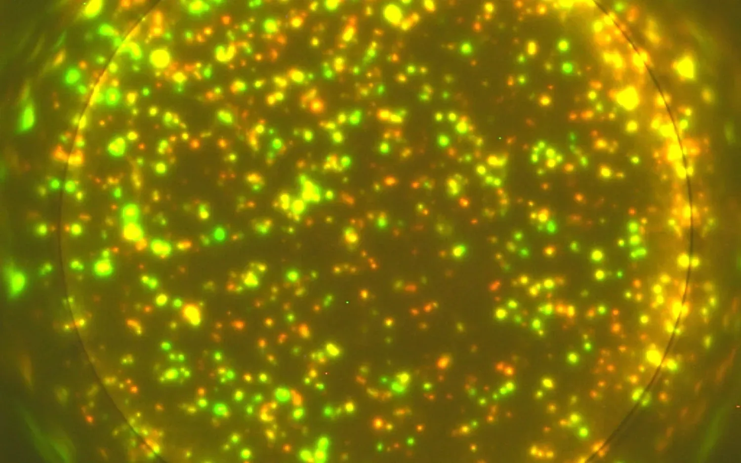 Gula och gröna prickar.