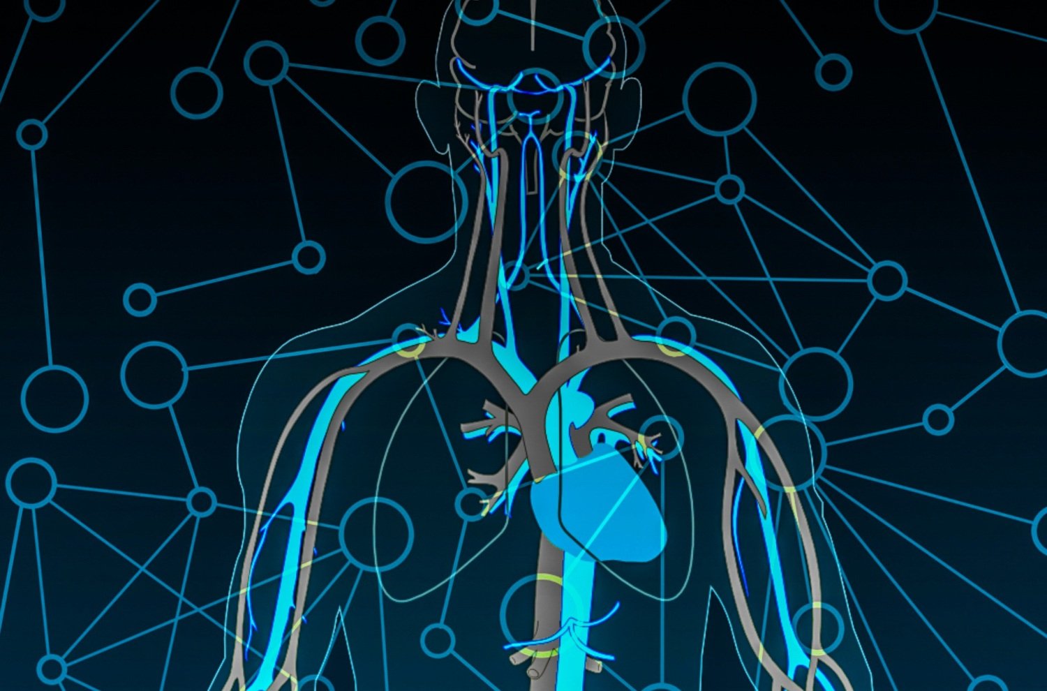 illustration av cirkulationssystemet i människokroppen, som ett nätverk.